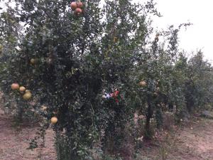 苗圃图片（石榴）