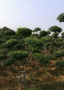 苗圃图片（造型女贞树）